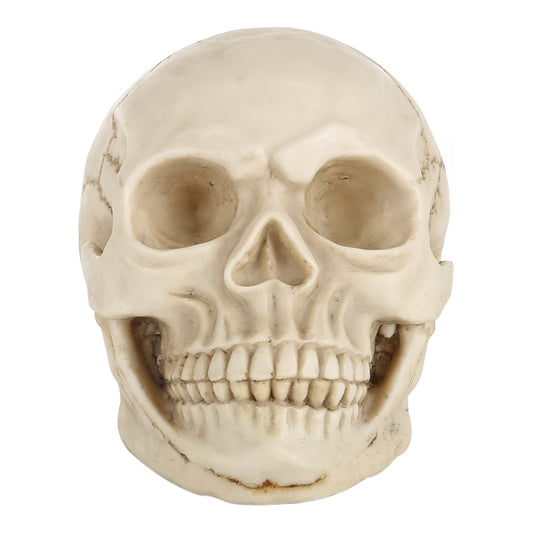 Skull Head Hallowmas Prop Gadget Display, Size: 19(L) x 13(W) x 14cm(H)(White) by bashfashion
