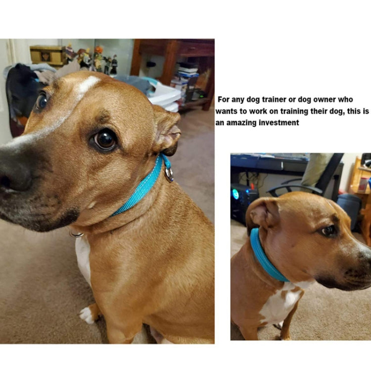Nylon Reflective Filament P Chain Adjustable Size Collar(Sky Blue) by bashfashion