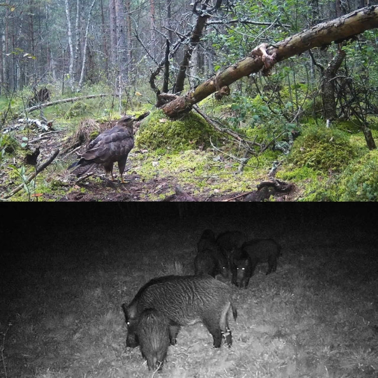 HC-350M 20MP 1080P Wild Camera Night Vision MMS Infrared Hunter Camera by bashfashion