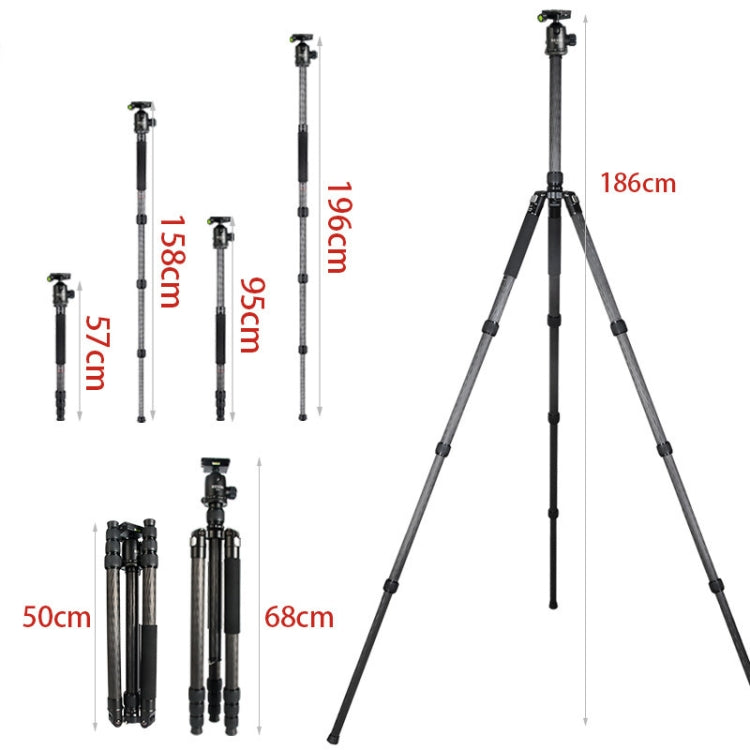 BEXIN W324C G44 Carbon Fiber Tripod Stable Shooting Camera for Video Point Dslr Camera by BEXIN