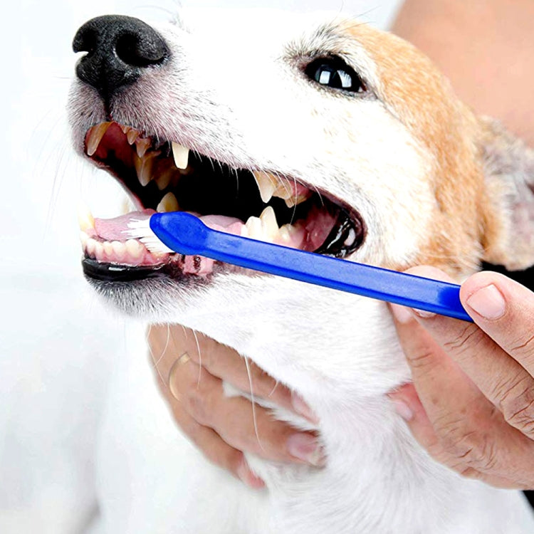 10pcs Dog Cat Effective Pets Oral Care Pet Toothbrush, Specification:Blue Handle + Medium Hair(Blue) by bashfashion