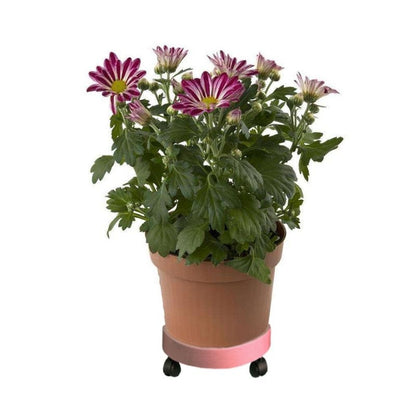 Universal Round Wheels Pot Tray Easy Moving Plant Pot Tray Garden Plate Plastic Stand(White) by bashfashion