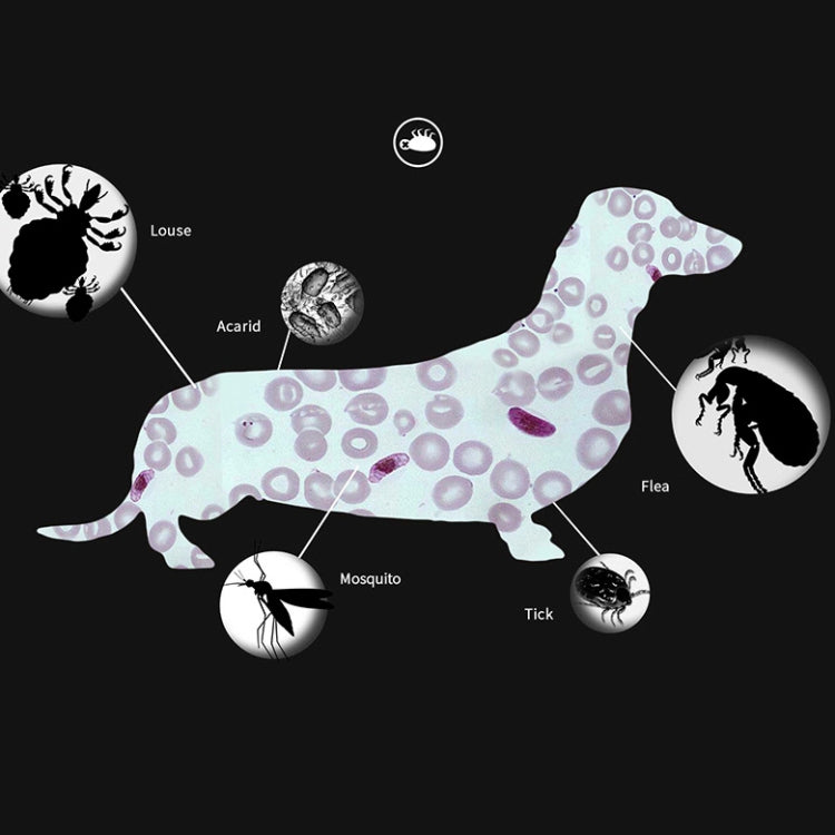 Pet Flea & Anti-Lice Collar Pet In Vitro Insect Repellent Ring, Size:Small Dog/38cm by bashfashion