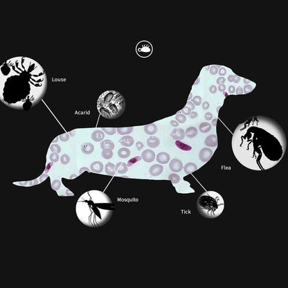 Pet Flea & Anti-Lice Collar Pet In Vitro Insect Repellent Ring, Size:Small Dog/38cm by bashfashion