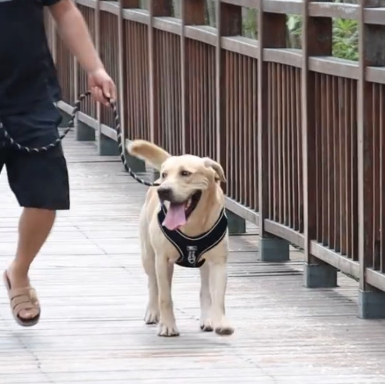 Pet Reflective Leash Medium & Large Dog Walking Supplies(Red) by bashfashion